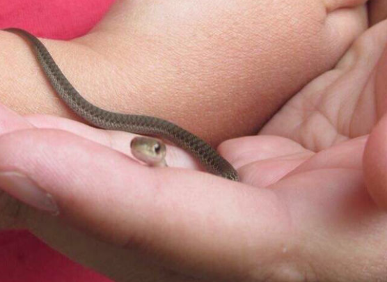 thú vui nuôi rắn, nuôi rắn làm thú cưng, bà mẹ sốc khi thấy rắn trong phòng con gái
