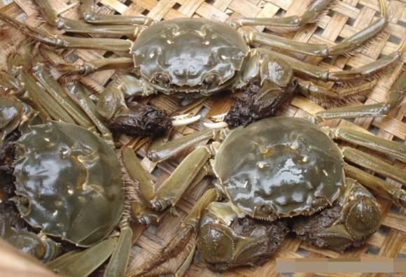Không nên bảo quản cua trong tủ lạnh! Ông lão đánh cá dạy bạn một cách đơn giản, cua vẫn có thể sống được 7 ngày