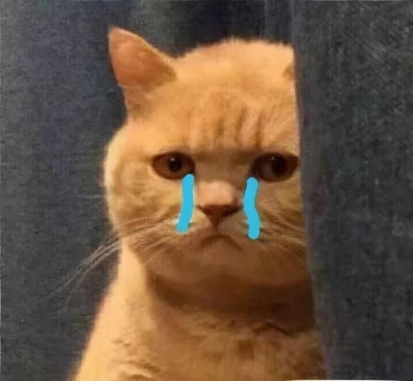 nuôi mèo, mèo ghét gì