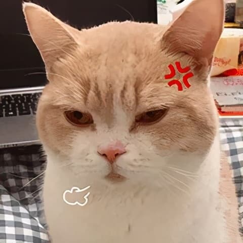 nuôi mèo, mèo ghét gì