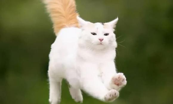nuôi mèo, mèo ghét gì