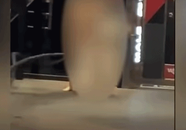 cô gái khỏa thân trong phòng gym, khỏa thân nơi công cộng, khỏa thân phản cảm 