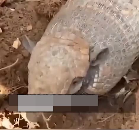  armadillo, chuột áo giáp