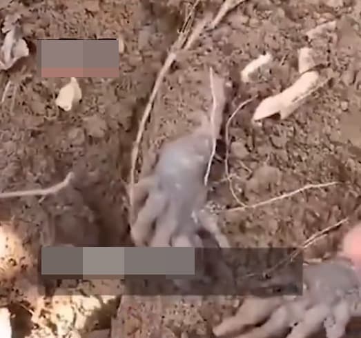  armadillo, chuột áo giáp