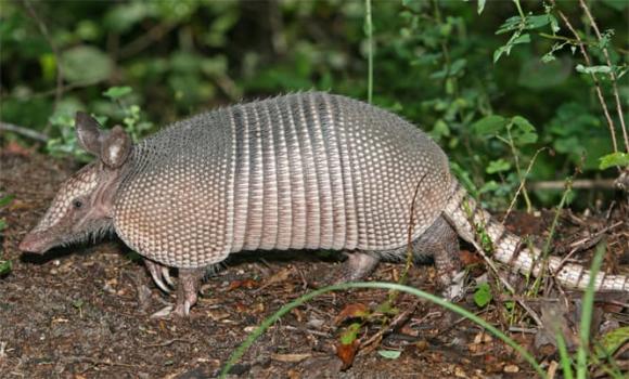  armadillo, chuột áo giáp