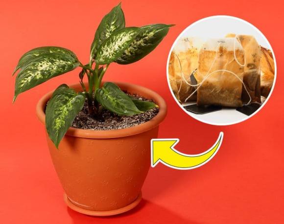 túi trà, công dụng của túi trà