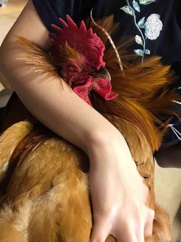 gà trống, gà trống ngủ, giới trẻ