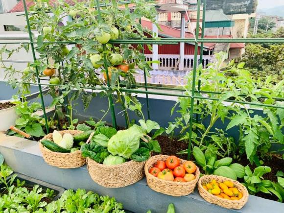 trồng rau, trồng rau trên sân thượng, kỹ thuật trồng rau trong chậu 