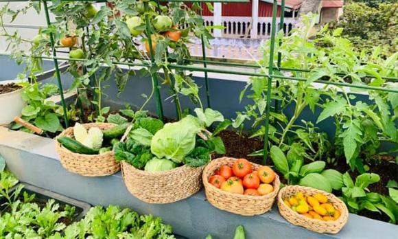 trồng rau trên sân thượng, cách trồng rau trên sân thượng, kiến thức 