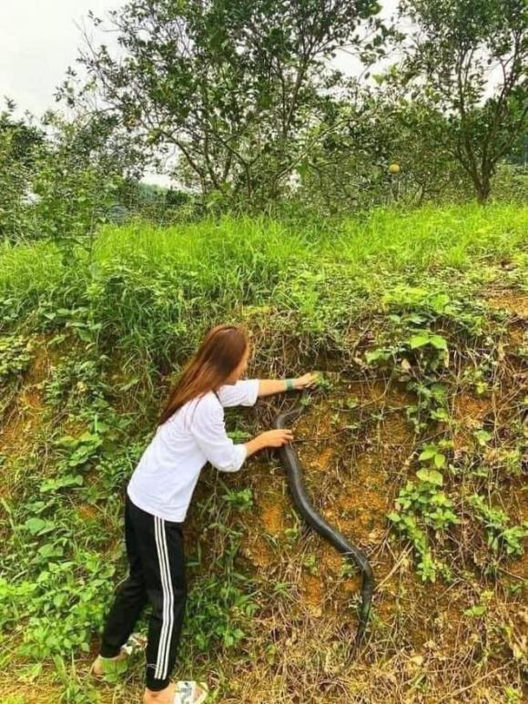 bắt rắn, cô gái bắt rắn, bắt rắn hổ mang 