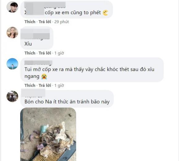 rắn trong cốp xe, rắn trú ngụ ở cốp xe, rắn