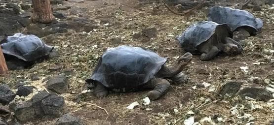 rùa Galapagos, rùa Fernandina