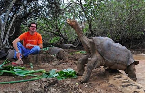 rùa Galapagos, rùa Fernandina