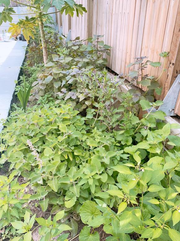 Bảo Duy, chồng cũ Phi Thanh Vân, sao việt 