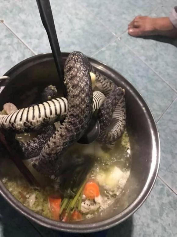 bắt rắn, món ăn từ rắn, thịt rắn