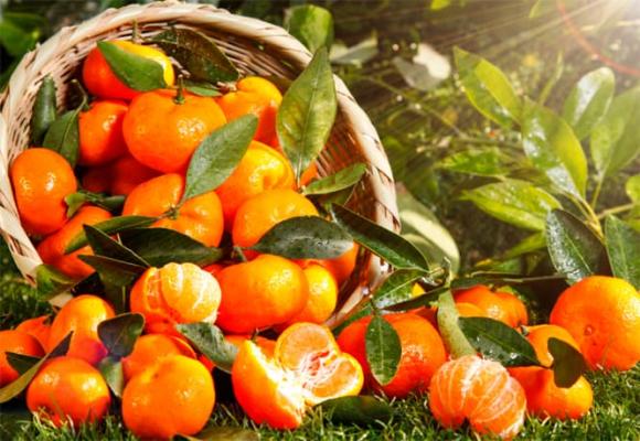 Người bệnh tiểu đường ăn cam vào mùa thu có làm tăng hay giảm lượng đường trong máu không?