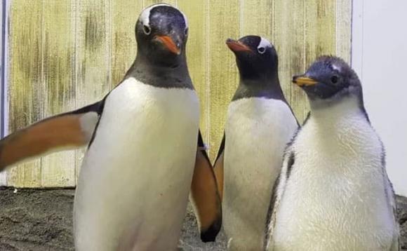 chim cánh cụt đồng tính, sphen và magic, đồng tính ở thế giới động vật