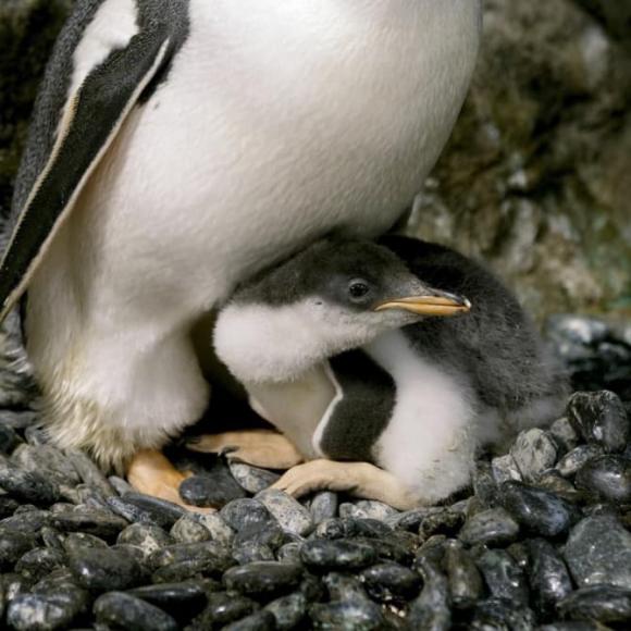 chim cánh cụt đồng tính, sphen và magic, đồng tính ở thế giới động vật