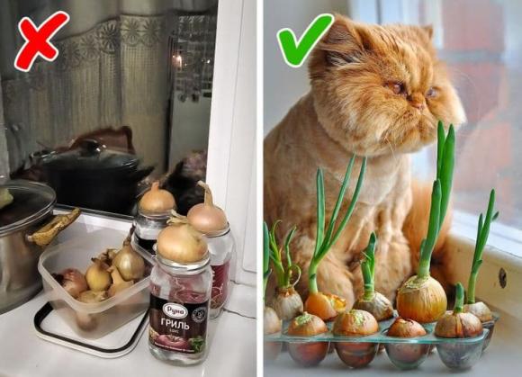 món đồ, món đồ không nên để trong bếp, bài trí bếp 
