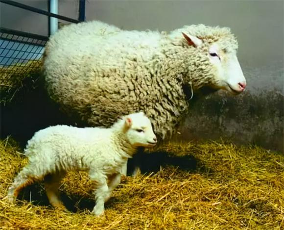 cừu dolly, nhân bản, chuyện lạ