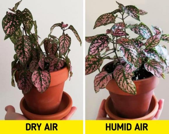 cách tạo độ ẩm trong phòng 0 tạo độ ẩm, máy tạo độ ẩm, chăm sóc sức khỏe