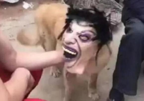 câu chuyện thú vị, cách đề phòng trộm chó, trộm chó