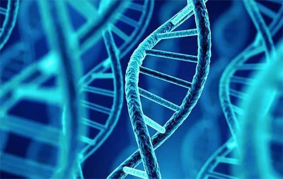 xét nghiệm adn, chimerism ở người, chimerism là gì