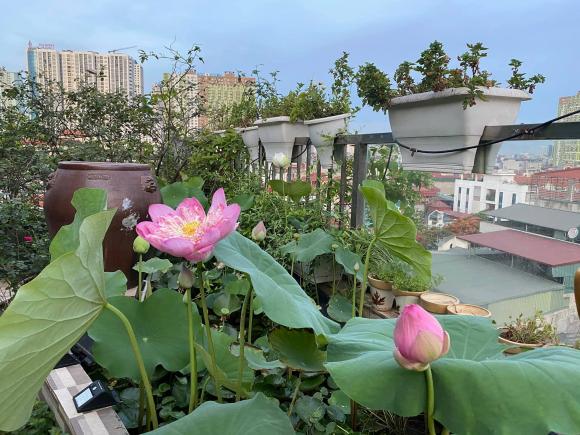 trồng rau, trồng rau trên nóc nhà, thanh niên 