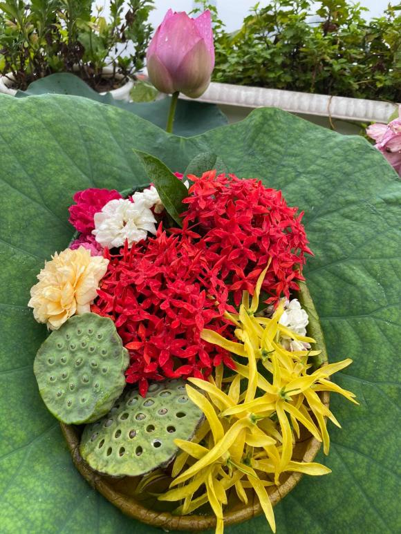 trồng rau, trồng rau trên nóc nhà, thanh niên 