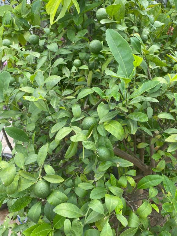 trồng rau, trồng rau trên nóc nhà, thanh niên 