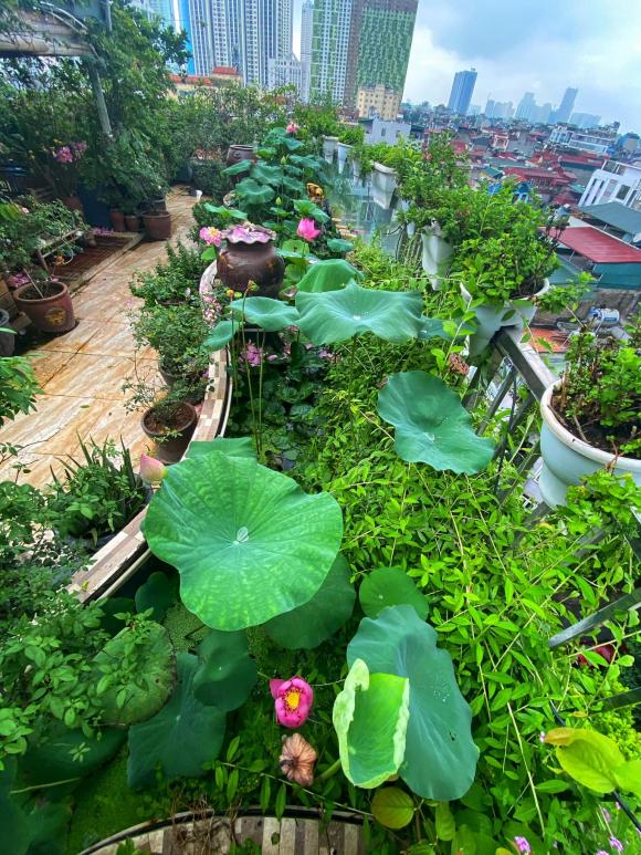 trồng rau, trồng rau trên nóc nhà, thanh niên 