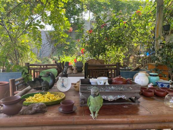 trồng rau, trồng rau trên nóc nhà, thanh niên 