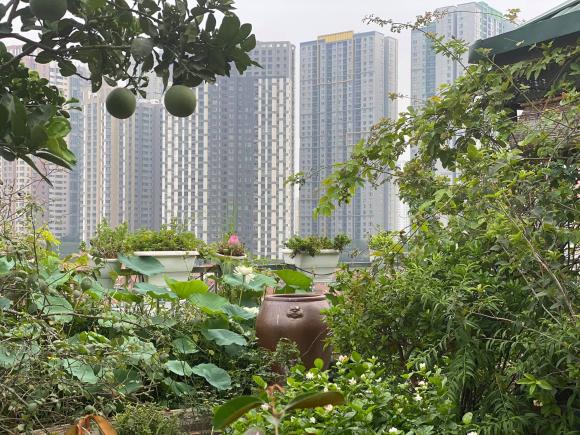 trồng rau, trồng rau trên nóc nhà, thanh niên 