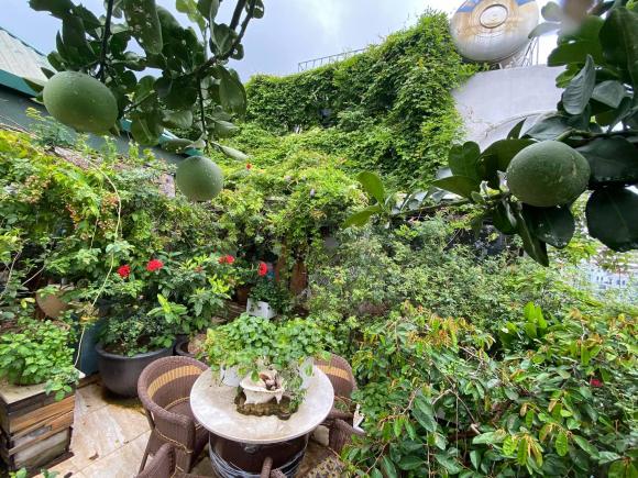 trồng rau, trồng rau trên nóc nhà, thanh niên 