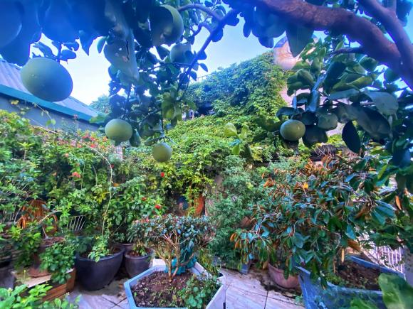 trồng rau, trồng rau trên nóc nhà, thanh niên 