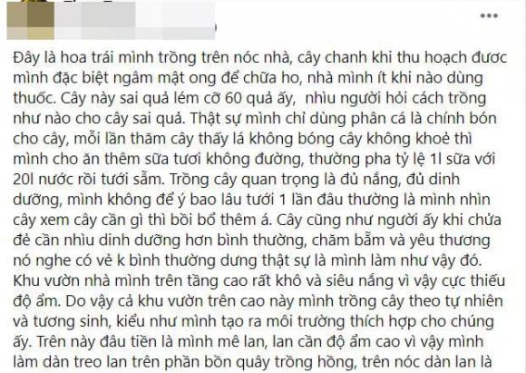 trồng rau, trồng rau trên nóc nhà, thanh niên 