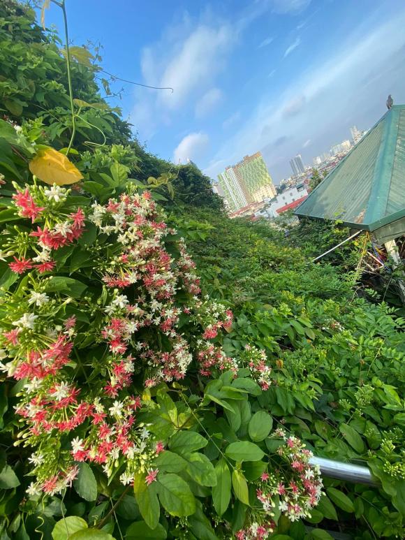 trồng rau, trồng rau trên nóc nhà, thanh niên 