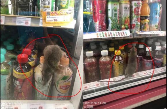 chuột chạy trong tủ lạnh ở siêu thị, chuột trong thức ăn