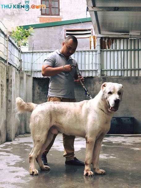 chó cắn, đàn chó tấn công cậu bé 11 tuổi