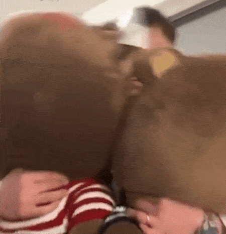 Đêm tân hôn, chú rể bỏ lại cô dâu xinh đẹp để sang phòng... phù rể khiến cư dân mạng đặt dấu hỏi  0 chú rể bỏ cô dâu sang phòng phù rể, đám cưới hài hước, hài hước