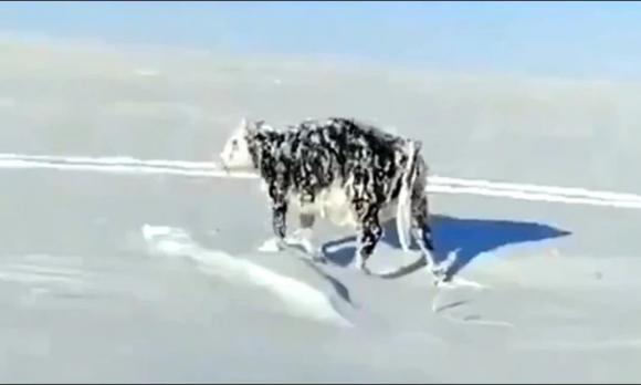 bò bị đóng băng trực tiếp khi đang di chuyển, nhiệt độ mùa đông lạnh, băng tuyết