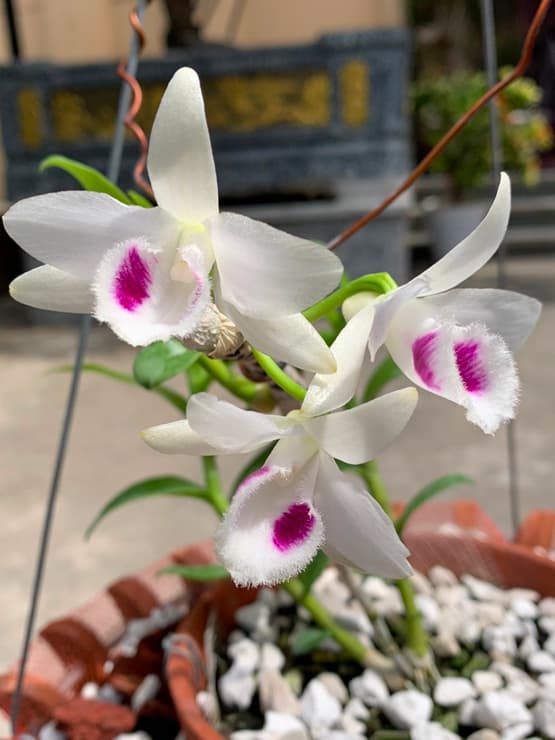 Phạm Thành Luật, lan đột biến, phi điệp cánh trắng