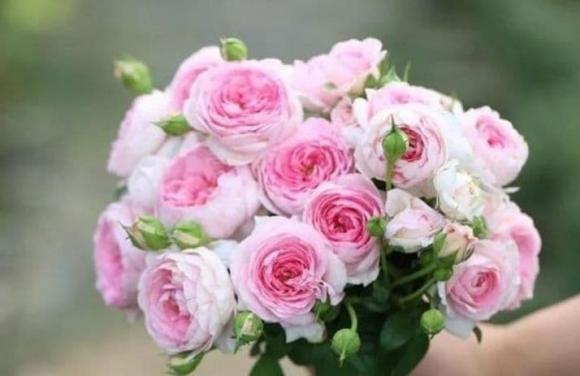 3 loại hoa thích hợp nhất cho người mới trồng, hoa đẹp, những loại hoa đẹp dễ trồng