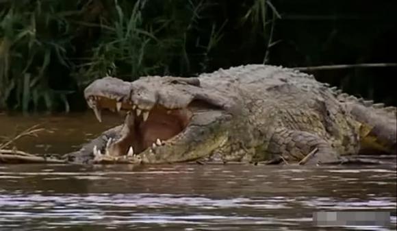 cá sấu, động vật, chuyện lạ,  sông Nile 