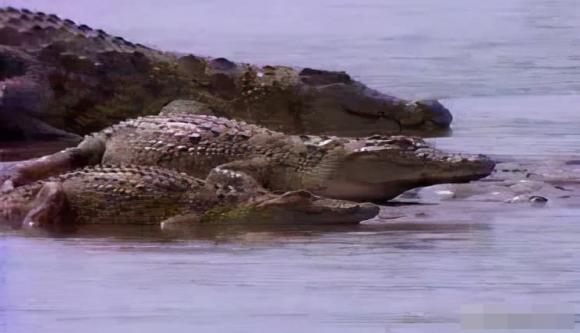 cá sấu, động vật, chuyện lạ,  sông Nile 