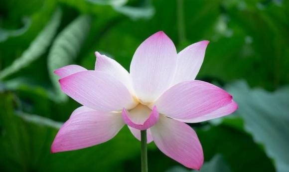 tử vi, con giáp,