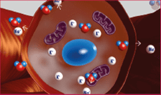 bo-sung-kali-vs-magie (1).png 0 Kali, Magie, chăm sóc sức khỏe