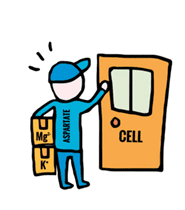 bo-sung-kali-vs-magie (1).png 0 Kali, Magie, chăm sóc sức khỏe