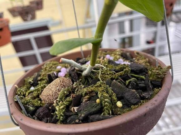 Bùi Hữu Giang, nghệ nhân trồng lan, hoa lan