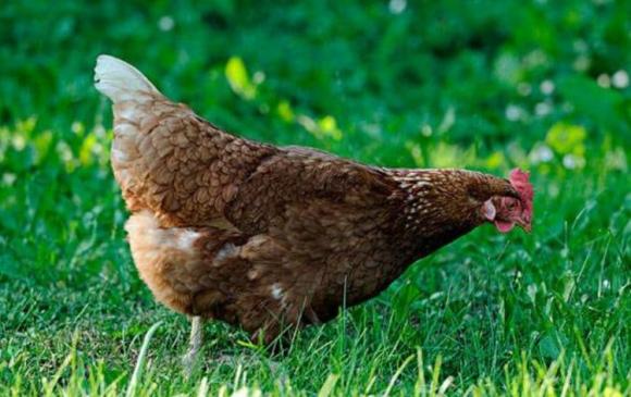 tử vi 12 con giáp, tử vi năm 2021, con giáp may mắn 2 tháng tới